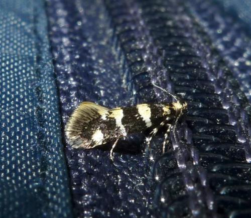 Réf. 231 211 : Denisia sp.
